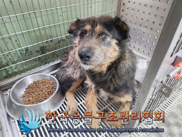 한국동물구조관리협회_441559202400495
